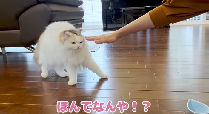 嫌がる猫