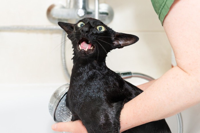 お風呂嫌いな猫