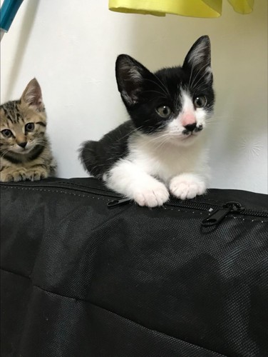 見つめるハチワレ猫