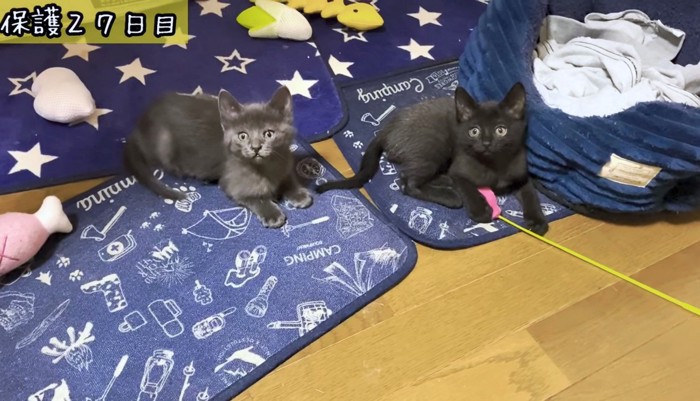 猫じゃらしを目で追う2匹