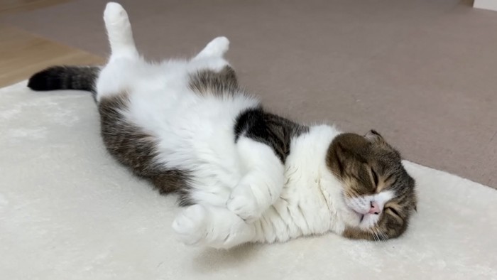 寝てる猫
