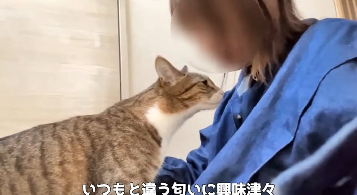 匂いを嗅ぐ猫