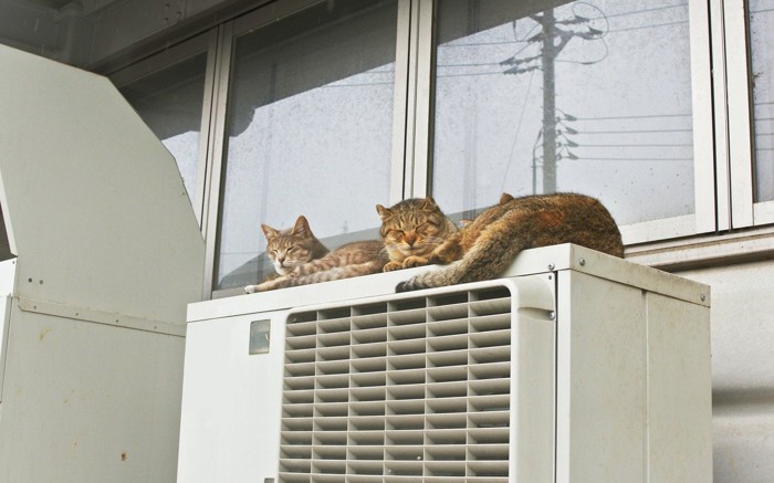 室外機の上に乗る猫