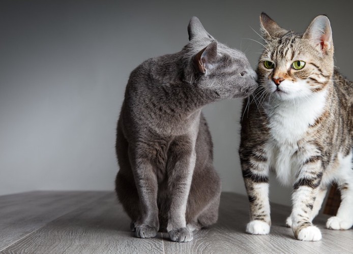 同居猫の匂いを嗅ぐ猫