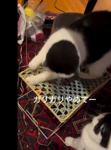 爪をとぐ猫
