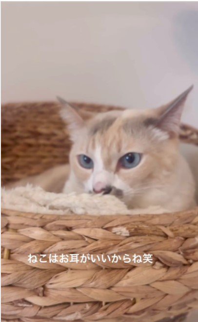 猫用ベッドの上の猫