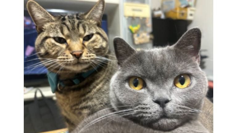 室内にいる猫たち