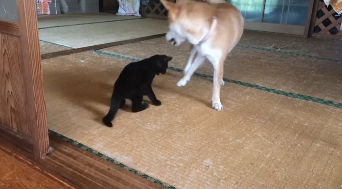 柴犬と遊ぶ黒猫