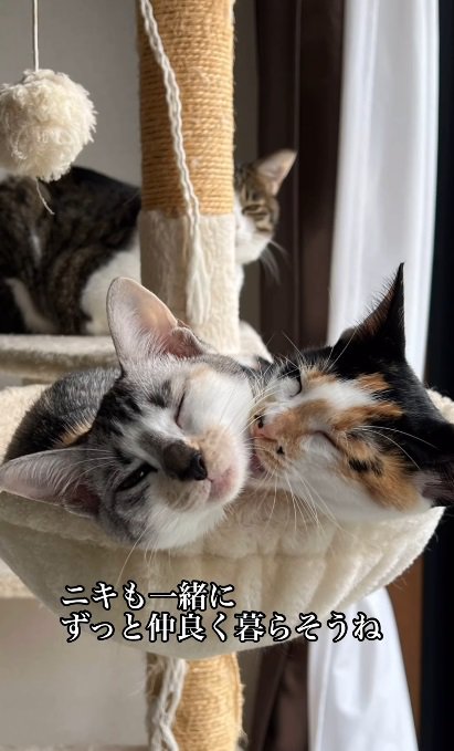 タワーで寝る子猫%これからもずっと一緒