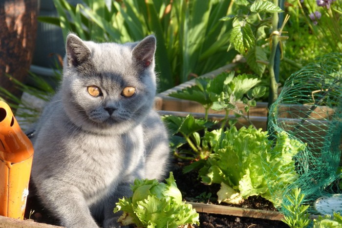 畑で遊ぶ猫