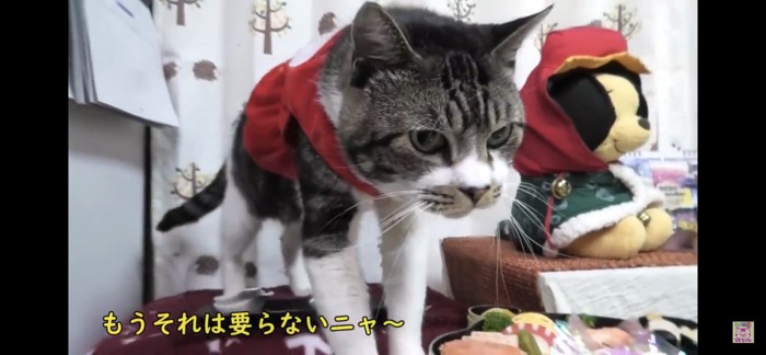 前のめりな猫