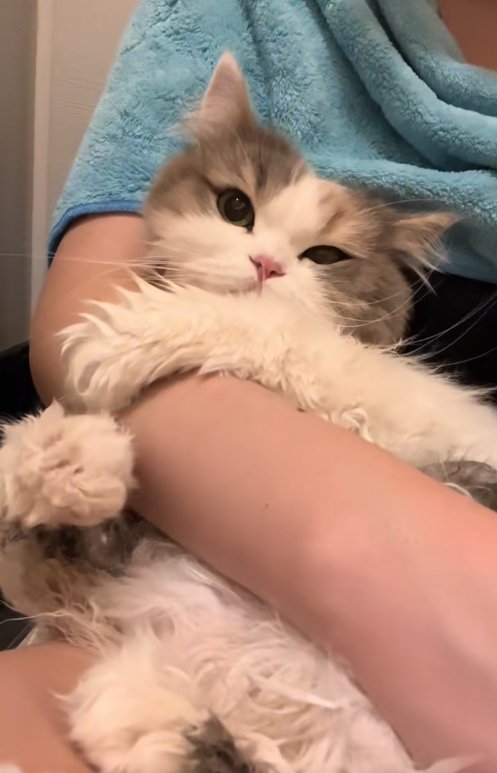 飼い主の腕にしがみついている半乾きの猫