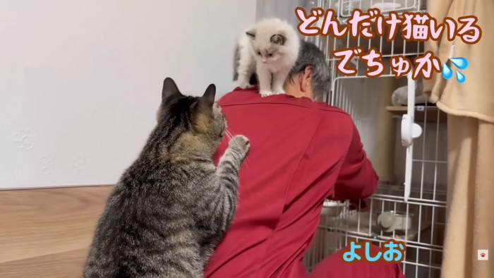 テロップ「どんだけ猫いる~」