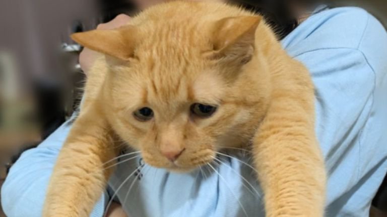 抱かれている猫