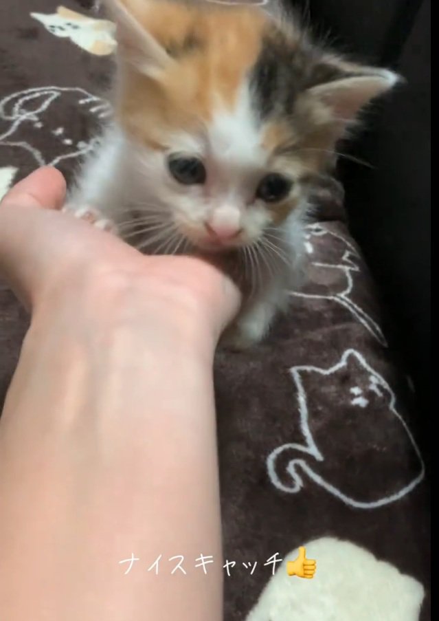 驚いた表情をする子猫