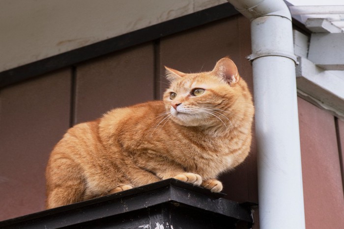 猫のパトロール