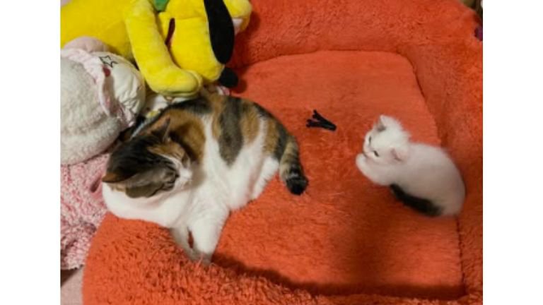 並んでいる2匹の猫