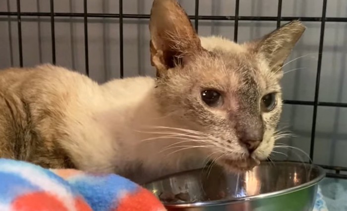 ケージの中にフードボウルと猫