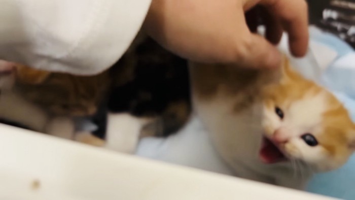 父ちゃんに触られて威嚇する白茶子猫