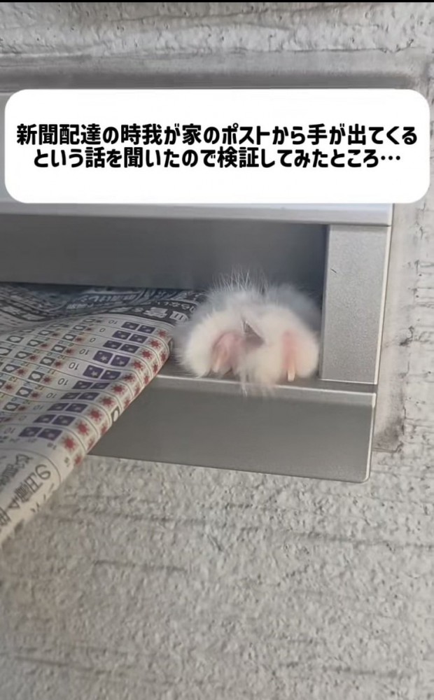 郵便受けから出てくるミックス猫の手
