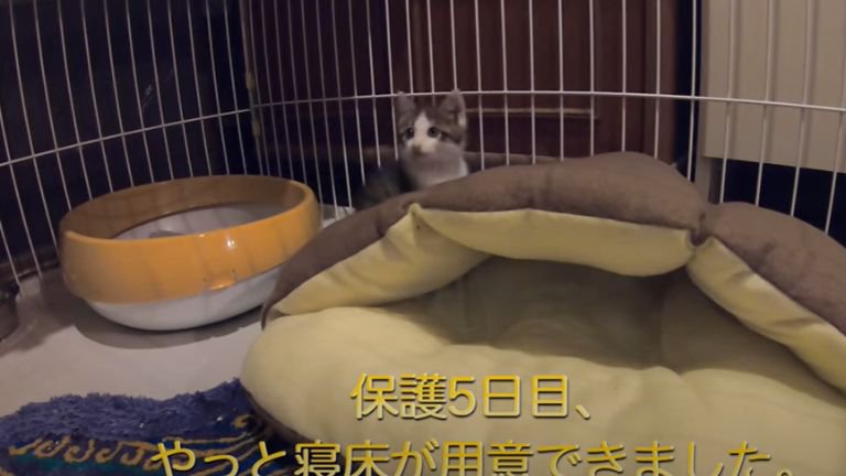 ケージの中で過ごしている子猫