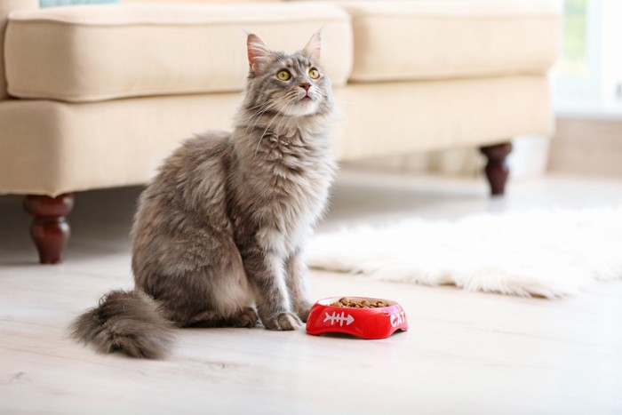 餌を前に上をむく猫