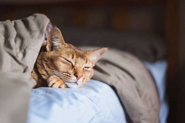 ベッドで眠っているアビシニアン