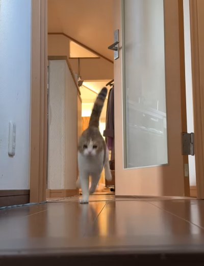 奥から走ってくる猫