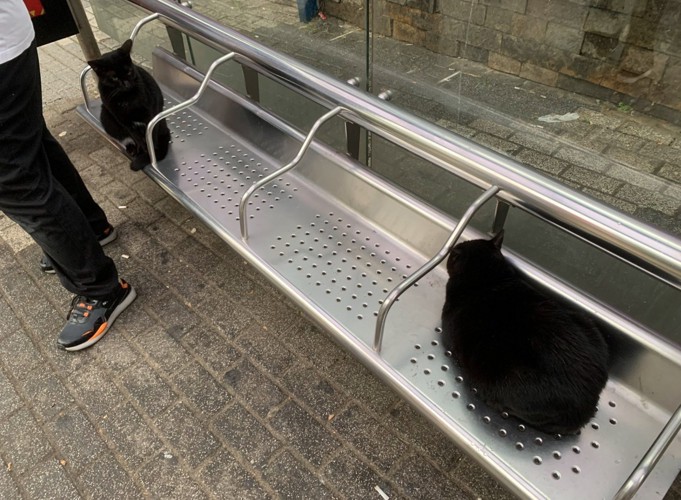 ベンチに座る黒猫