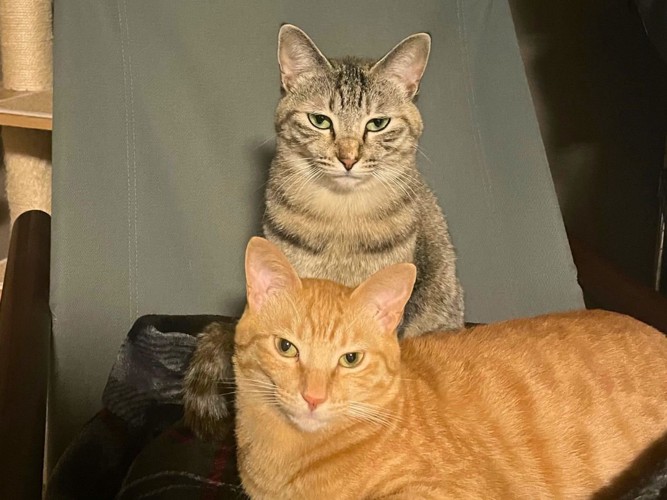 何か言いただけな表情で見つめる2匹の猫