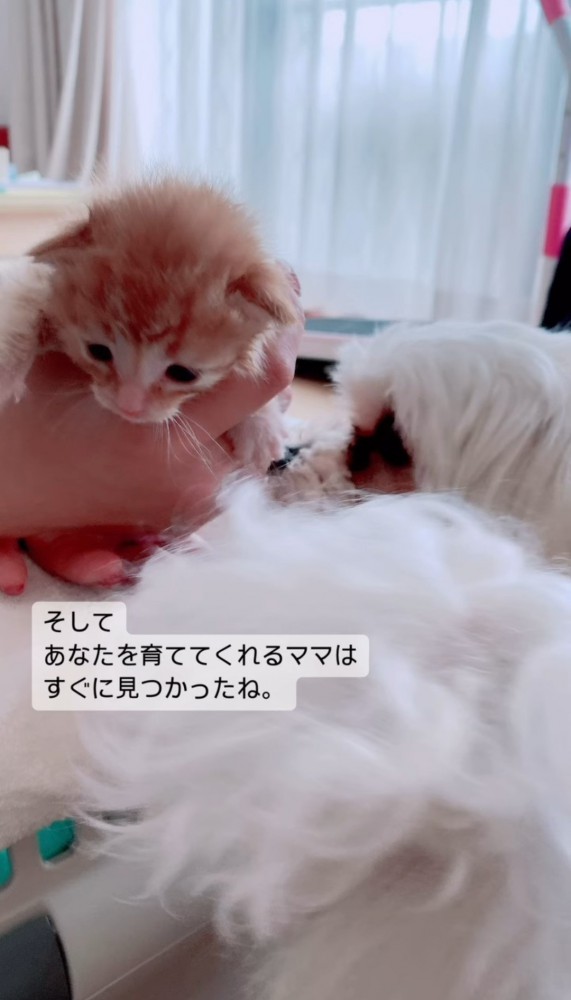 手の中の子猫