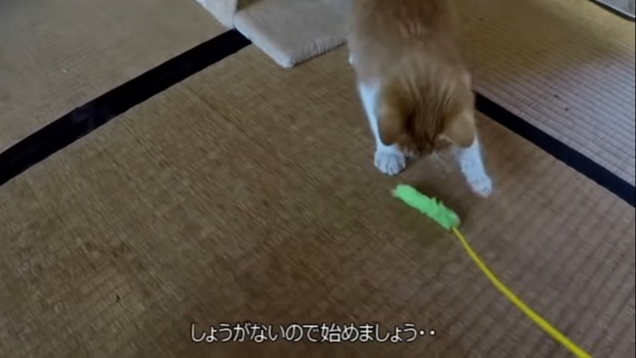 猫じゃらしで遊ぶ子猫