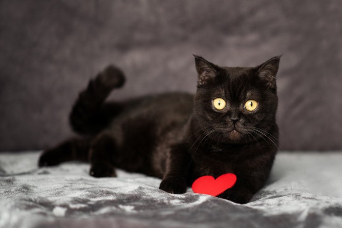 赤いハートを持った黒猫