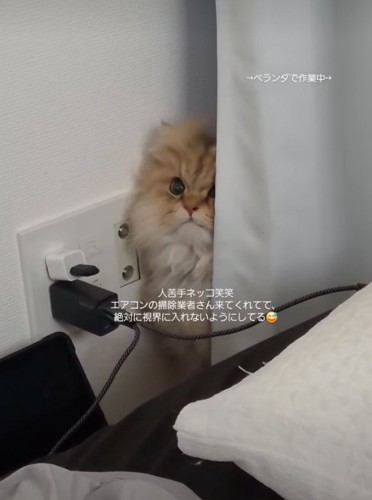 カーテン裏から顔を出す猫