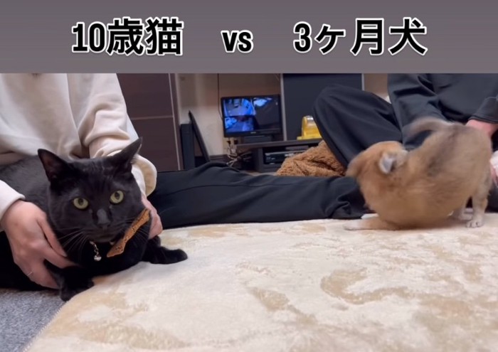 遊びに誘う子犬