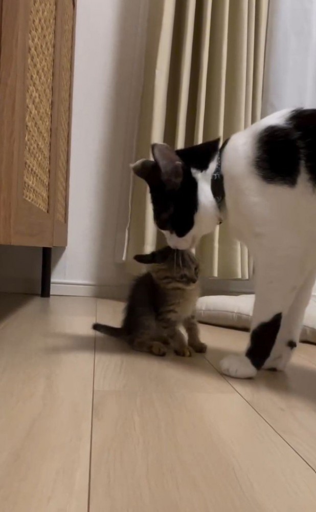 子猫を舐める白黒猫2