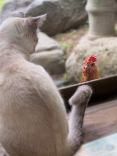 鶏と見つめ合う猫