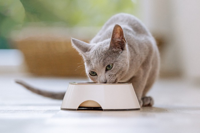 食器からフードを食べている猫