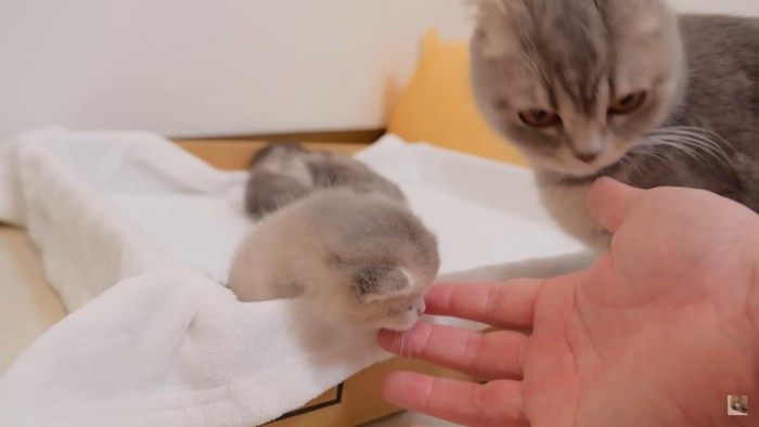 手を差し伸べてる飼い主さん