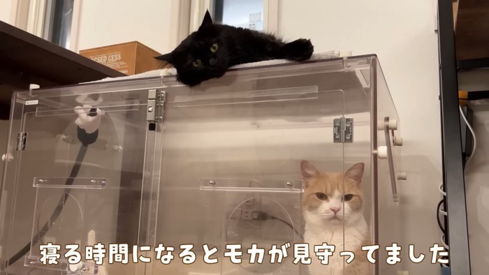 酸素室の上に乗る猫