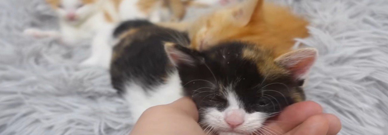手に顎を乗せる三毛猫