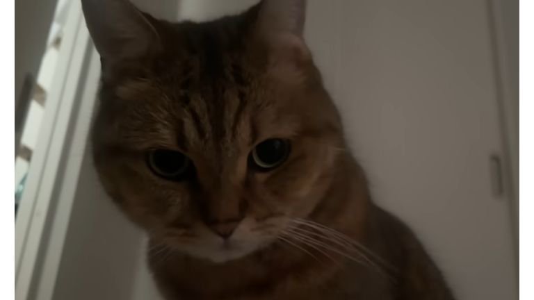 室内にいる猫