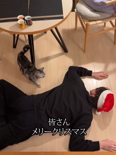 倒れている人に近づく猫