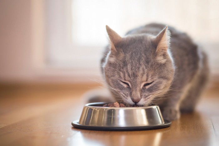 食べる猫