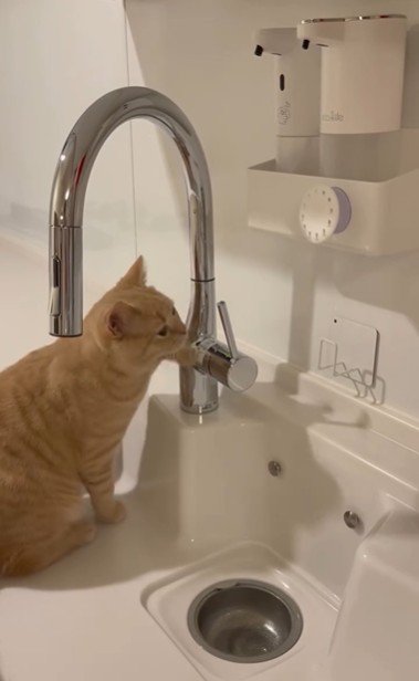 流しに座っている猫