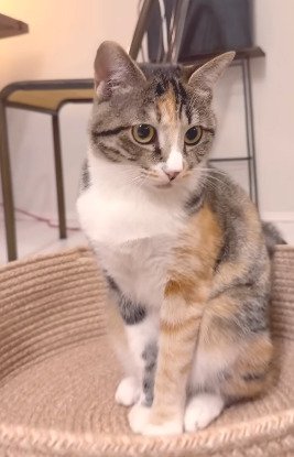 座る猫