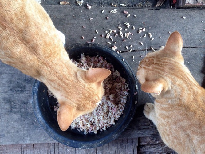 ごはんを食べる猫たち