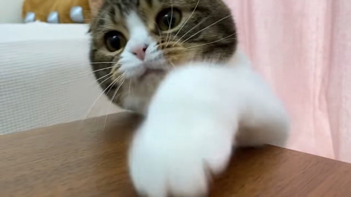 前足を伸ばした猫