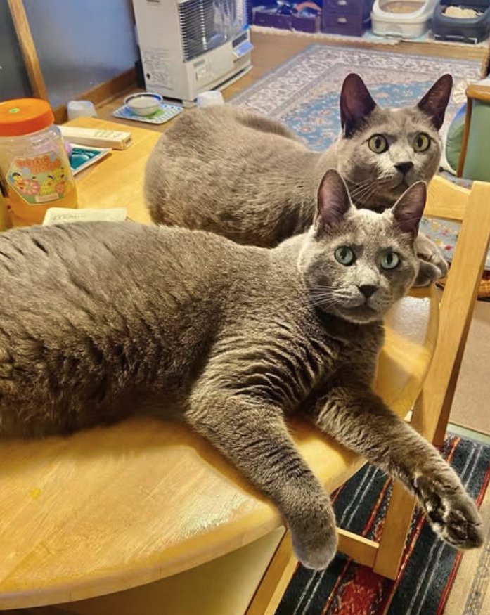 テーブルの上にいる2匹のグレー猫