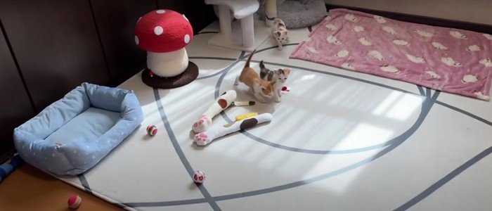 人に近寄る3匹の子猫